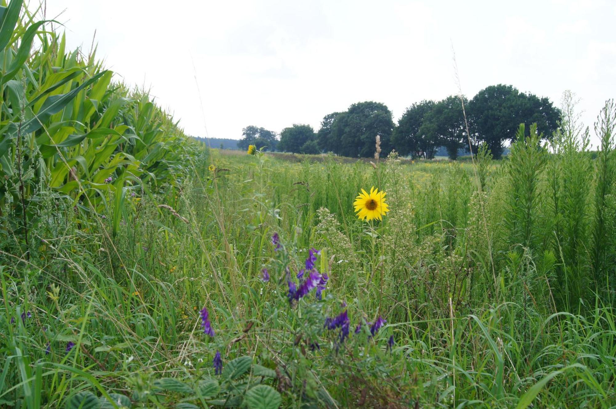 Hoeve Linnerveld Merum エクステリア 写真